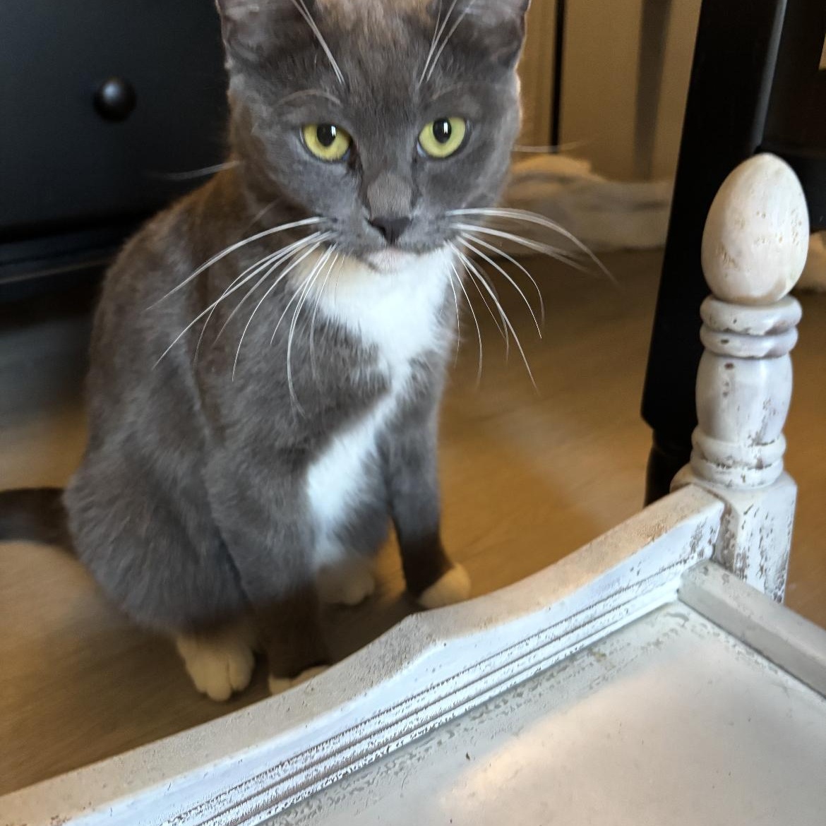 Enlarge Minnie, a ADOPTABLE Domestic Short Hair in Crofton, MD image 2/4