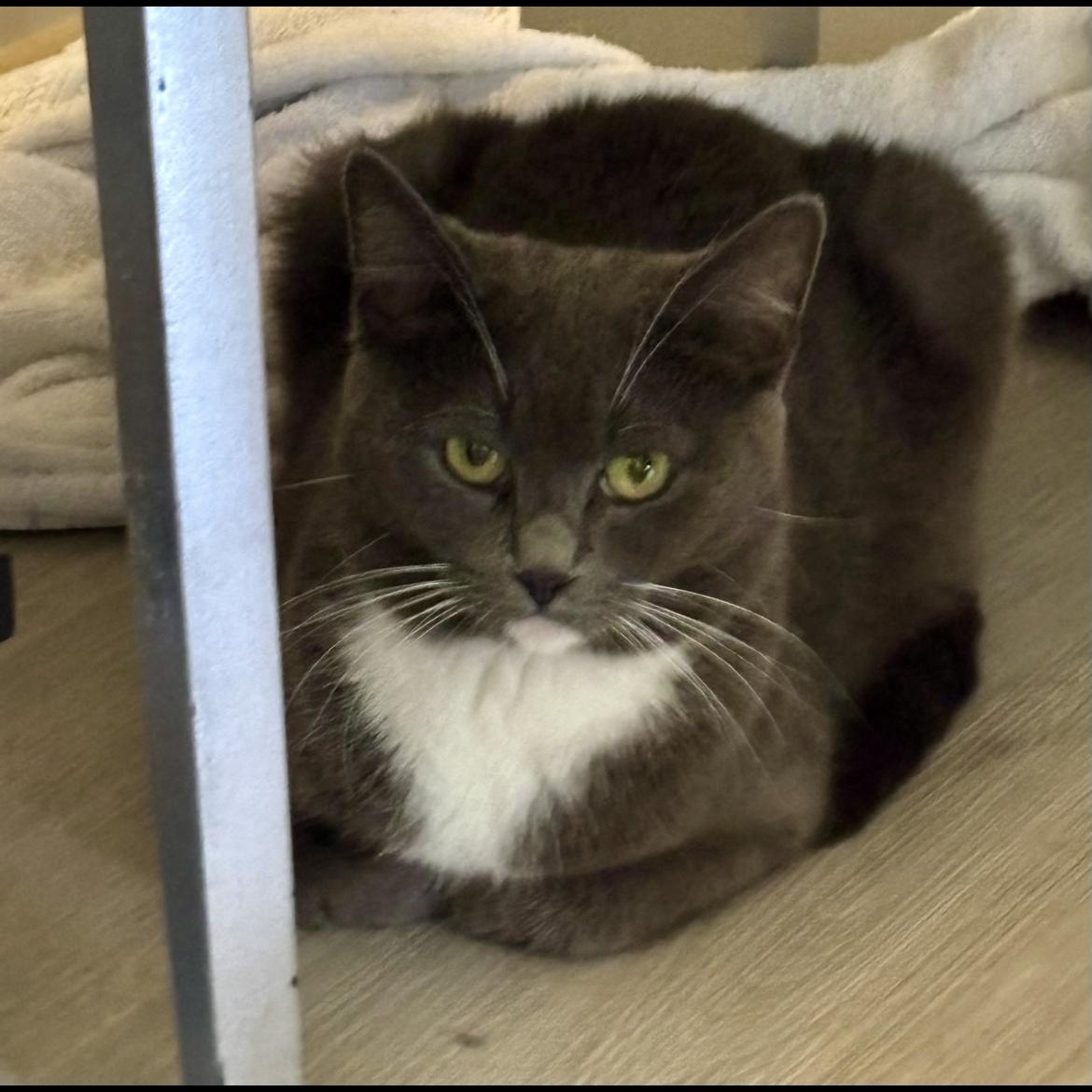 Enlarge Minnie, a ADOPTABLE Domestic Short Hair in Crofton, MD image 4/4