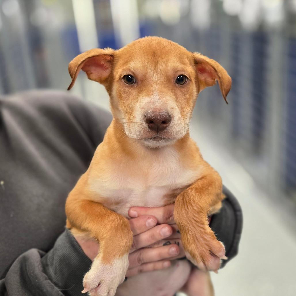 CT Leatherwood, Adoptable, Puppy Male Mixed Breed.