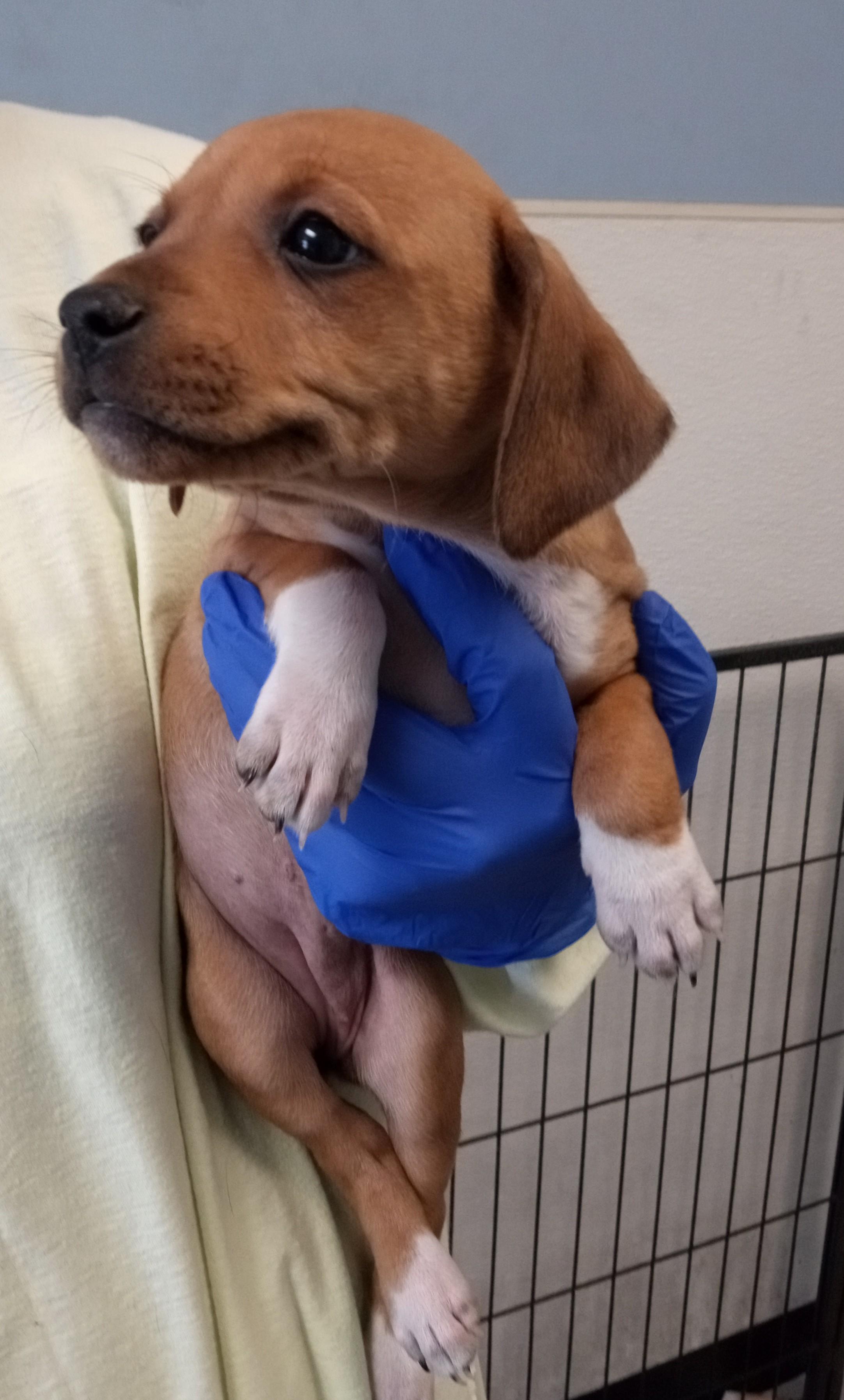 Enlarge Gloria, a ADOPTABLE Feist in Maynardville, TN image 1/1