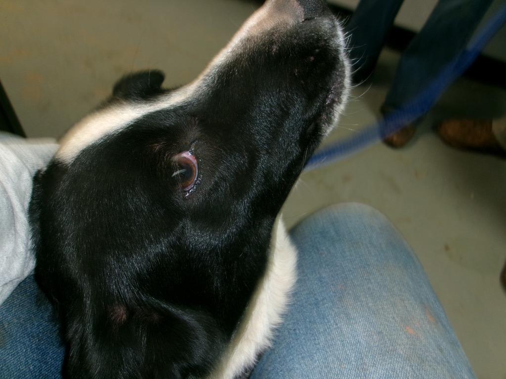 Heidi, Adoptable, Young Female Border Collie.