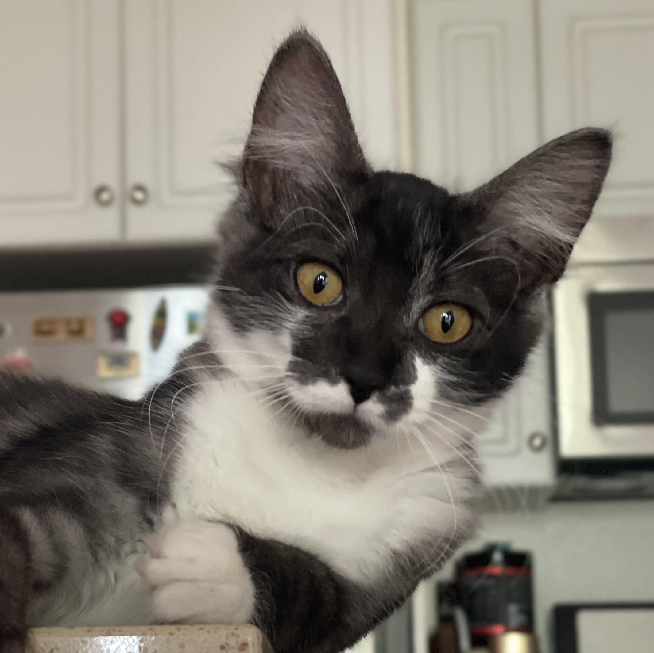 Gwendolyn , adopted, Kitten Female Domestic Long Hair.
