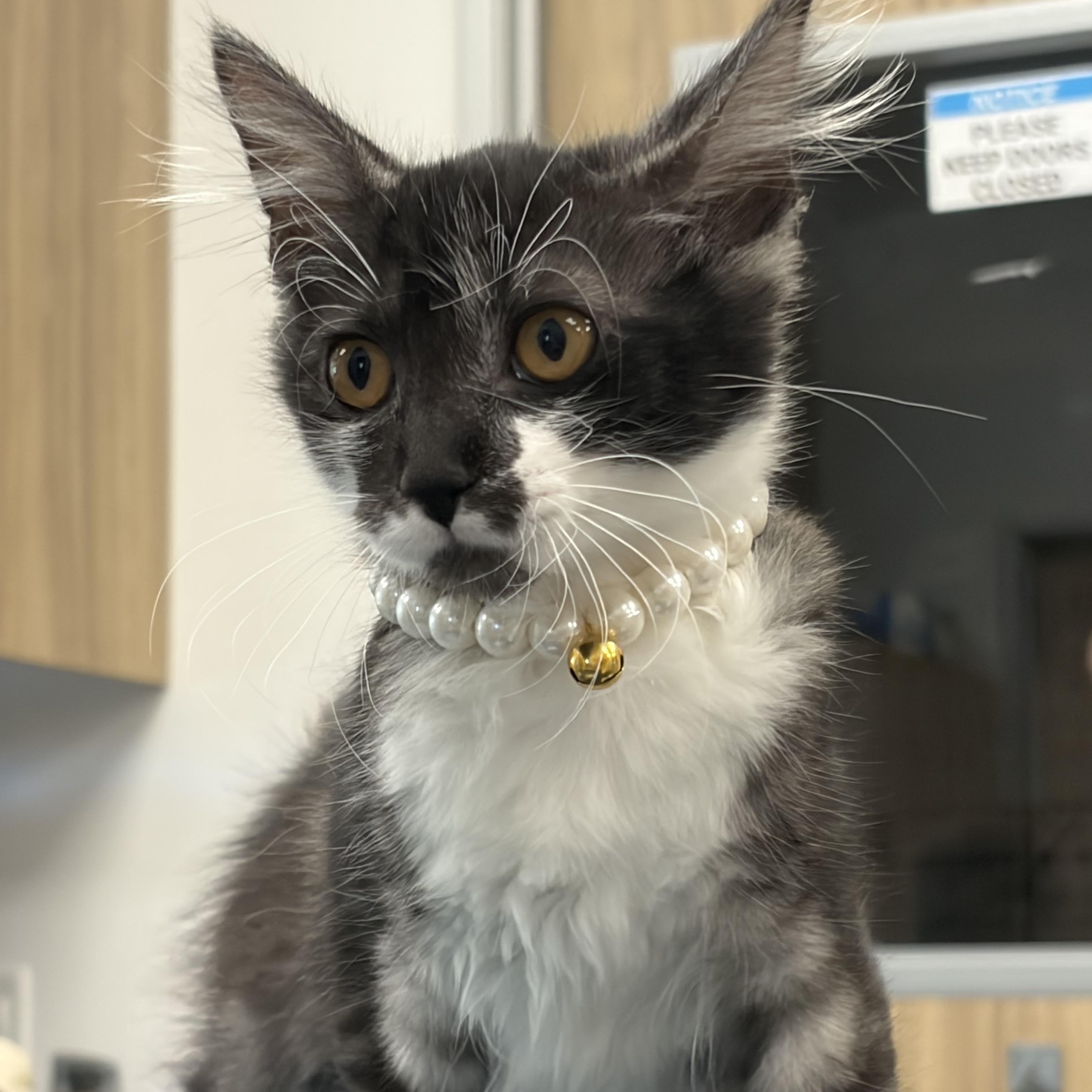Gwendolyn , an adopted Domestic Long Hair in Santa Ana, CA image 4/6