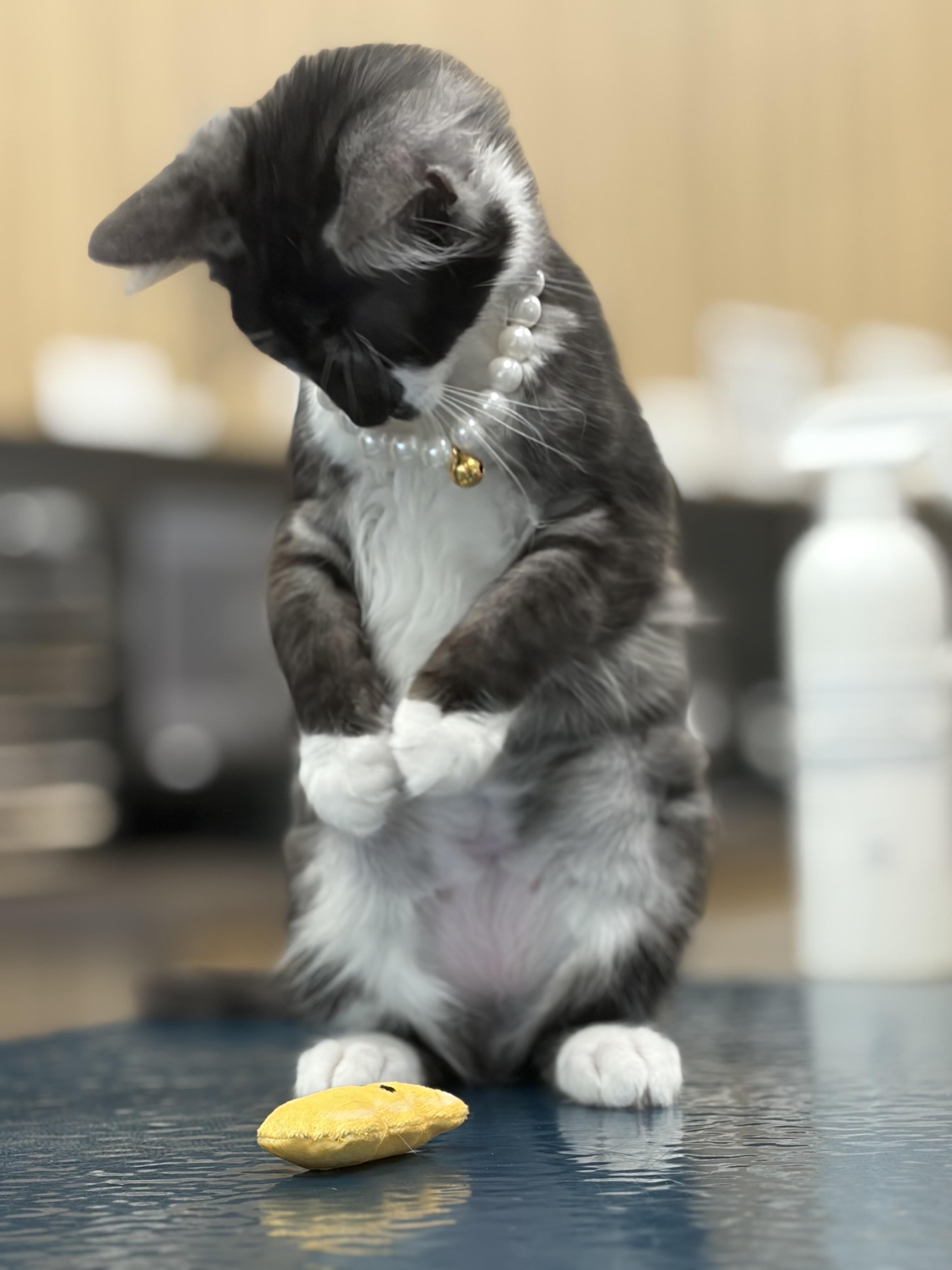 Gwendolyn , an adopted Domestic Long Hair in Santa Ana, CA image 2/6
