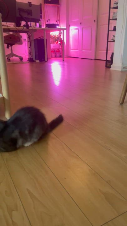 Enlarge Gwendolyn , an adopted Domestic Long Hair in Santa Ana, CA video 3/6