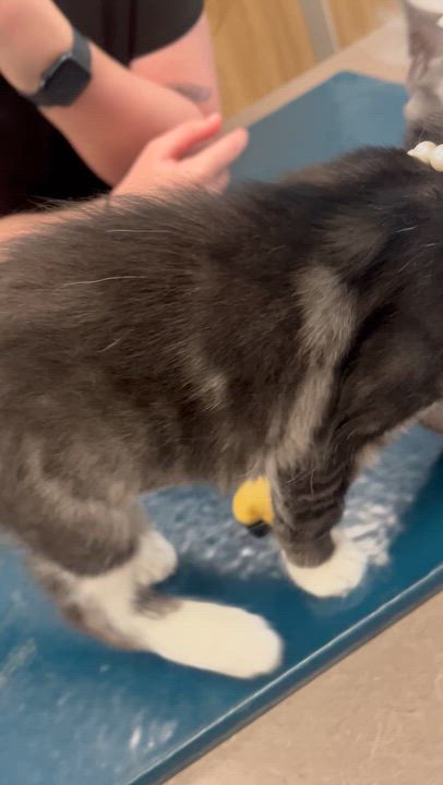 Enlarge Gwendolyn , an adopted Domestic Long Hair in Santa Ana, CA video 5/6