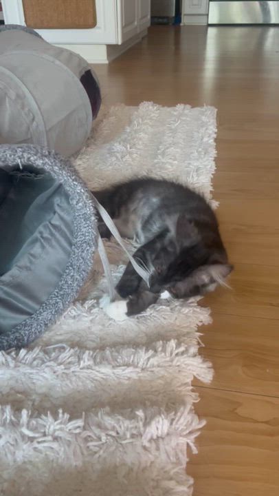 Enlarge Gwendolyn , an adopted Domestic Long Hair in Santa Ana, CA video 6/6