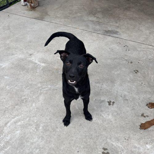 Enlarge Rexx, a Adoptable mixed breed in Hamden, CT image 1/2
