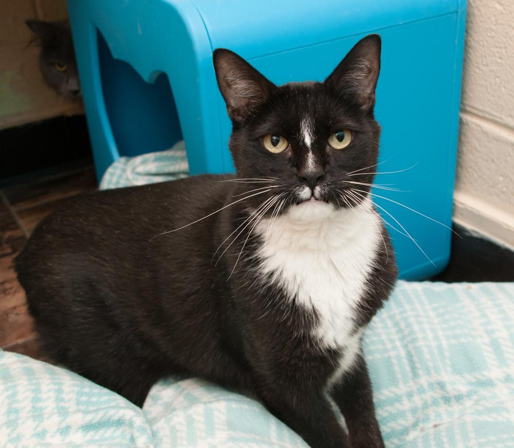 Enlarge Winnie (gets adopted with Walter), a Adoptable Tuxedo in Westminster, CO image 3/3