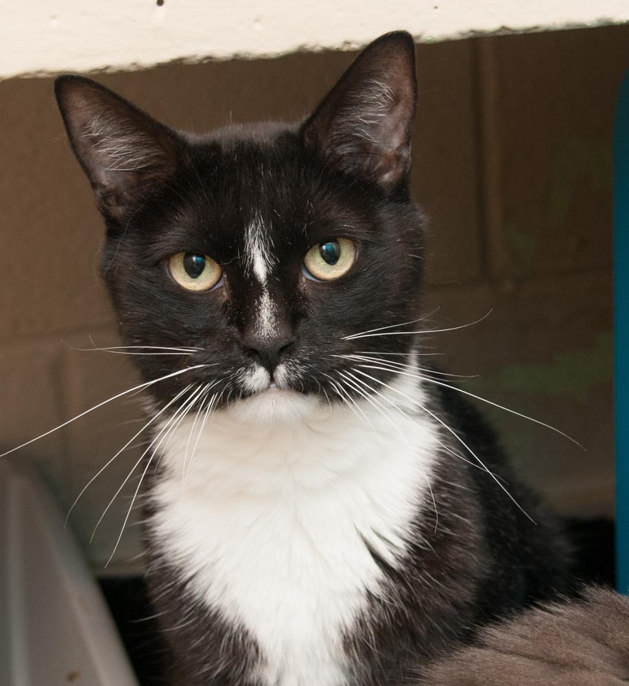 Enlarge Winnie (gets adopted with Walter), a Adoptable Tuxedo in Westminster, CO image 1/3