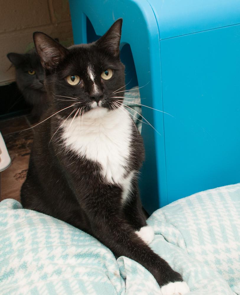 Enlarge Winnie (gets adopted with Walter), a Adoptable Tuxedo in Westminster, CO image 2/3