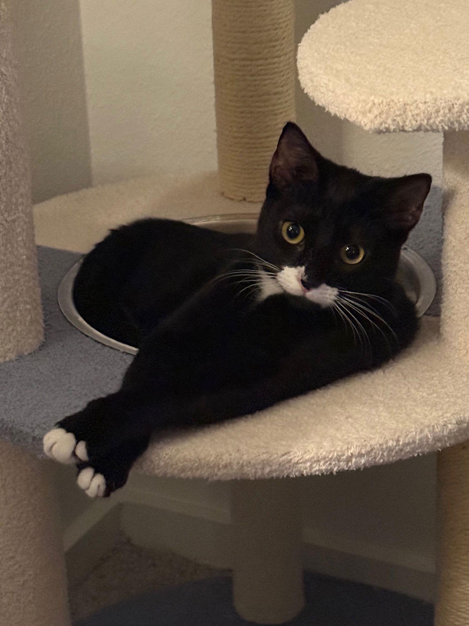 Enlarge Lucy, a Adoptable Domestic Short Hair in McKinney, TX image 1/3