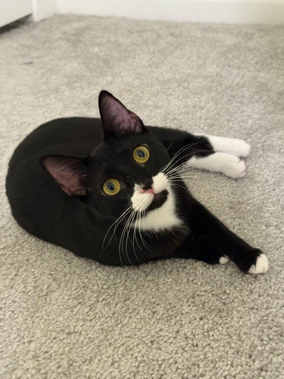 Enlarge Lucy, a Adoptable Domestic Short Hair in McKinney, TX image 2/3