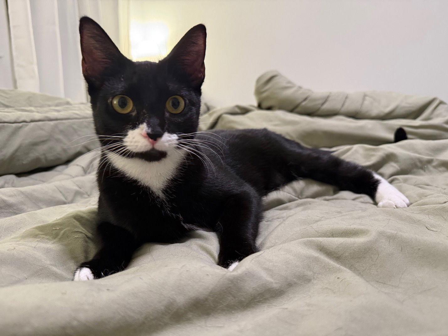 Enlarge Lucy, a Adoptable Domestic Short Hair in McKinney, TX image 3/3