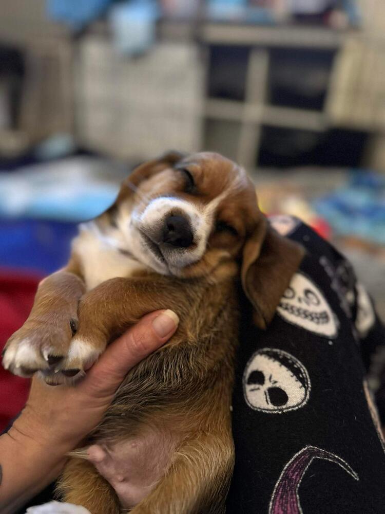 Tahoe - Fostered in Omaha, Adoptable, Puppy Male Beagle.