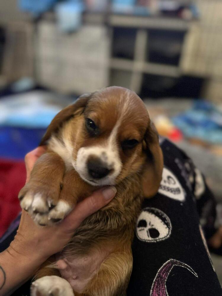 Enlarge Tahoe - Fostered in Omaha, a Adoptable Beagle in Shawnee Mission, KS image 2/3