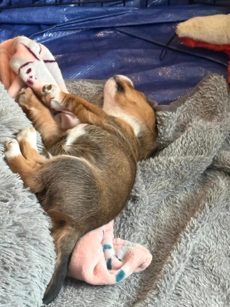 Enlarge Tahoe - Fostered in Omaha, a Adoptable Beagle in Shawnee Mission, KS image 3/3