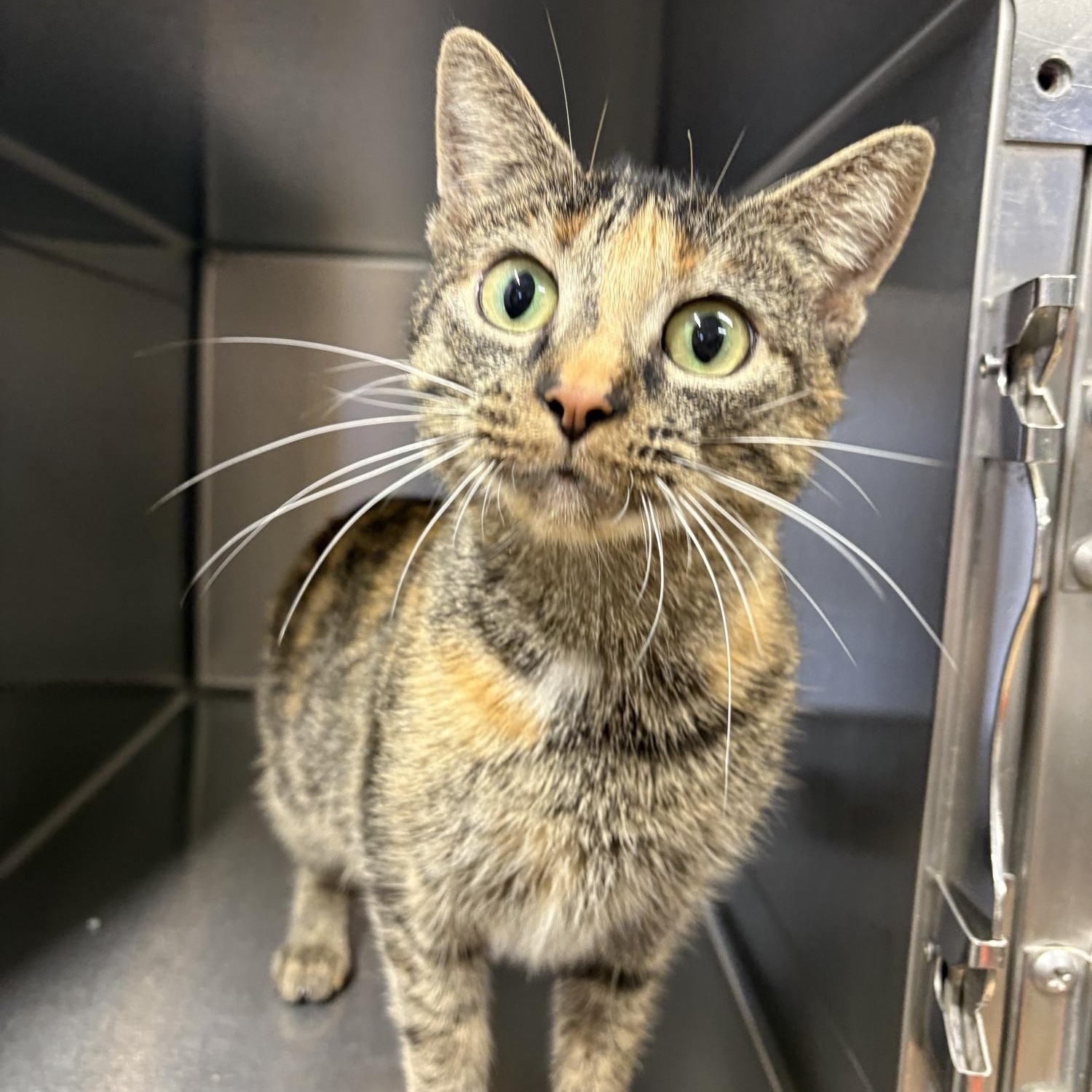 Dee Dee, adopted, Young Female Domestic Short Hair.