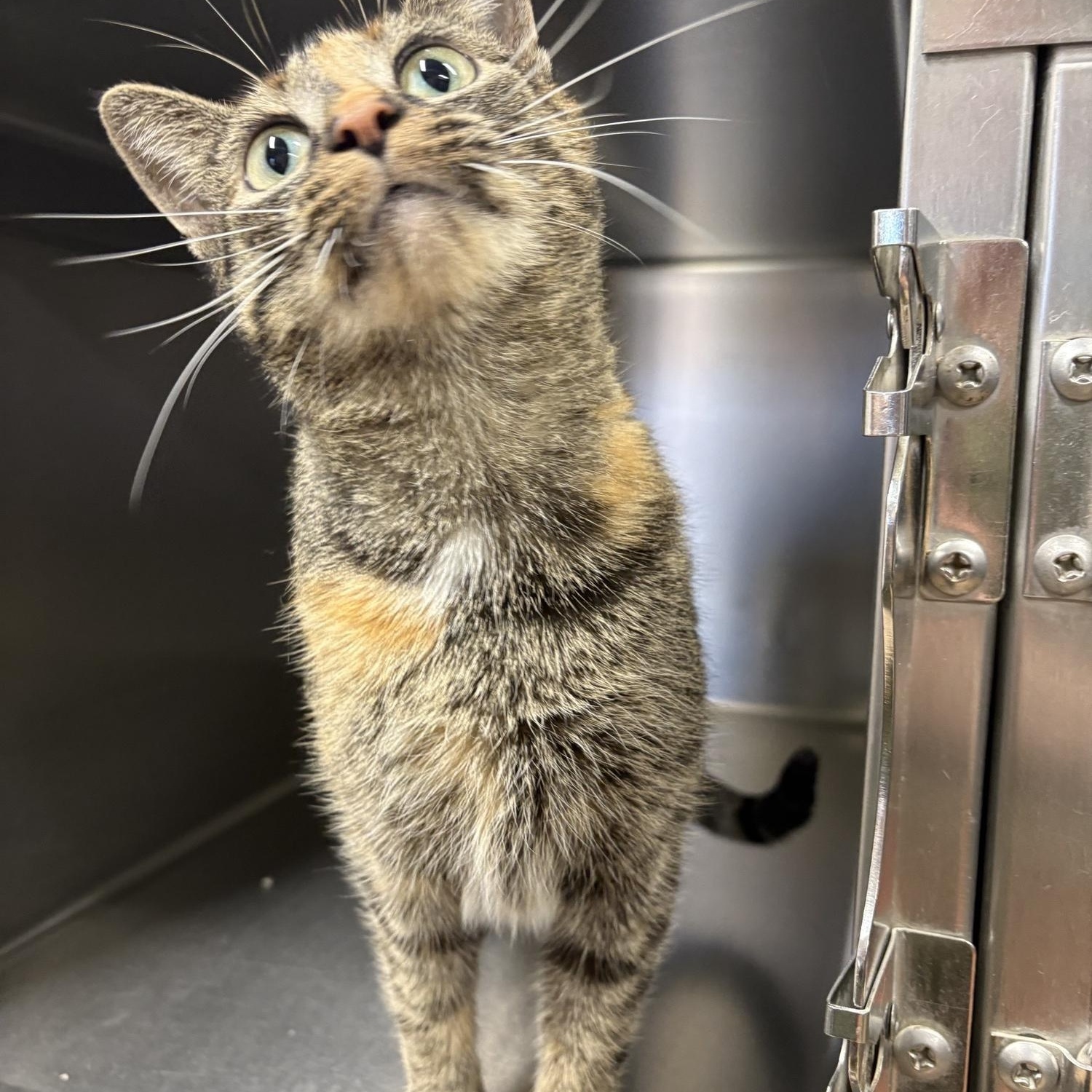 Enlarge Dee Dee, an adopted Domestic Short Hair in Saint Charles, MO image 2/2