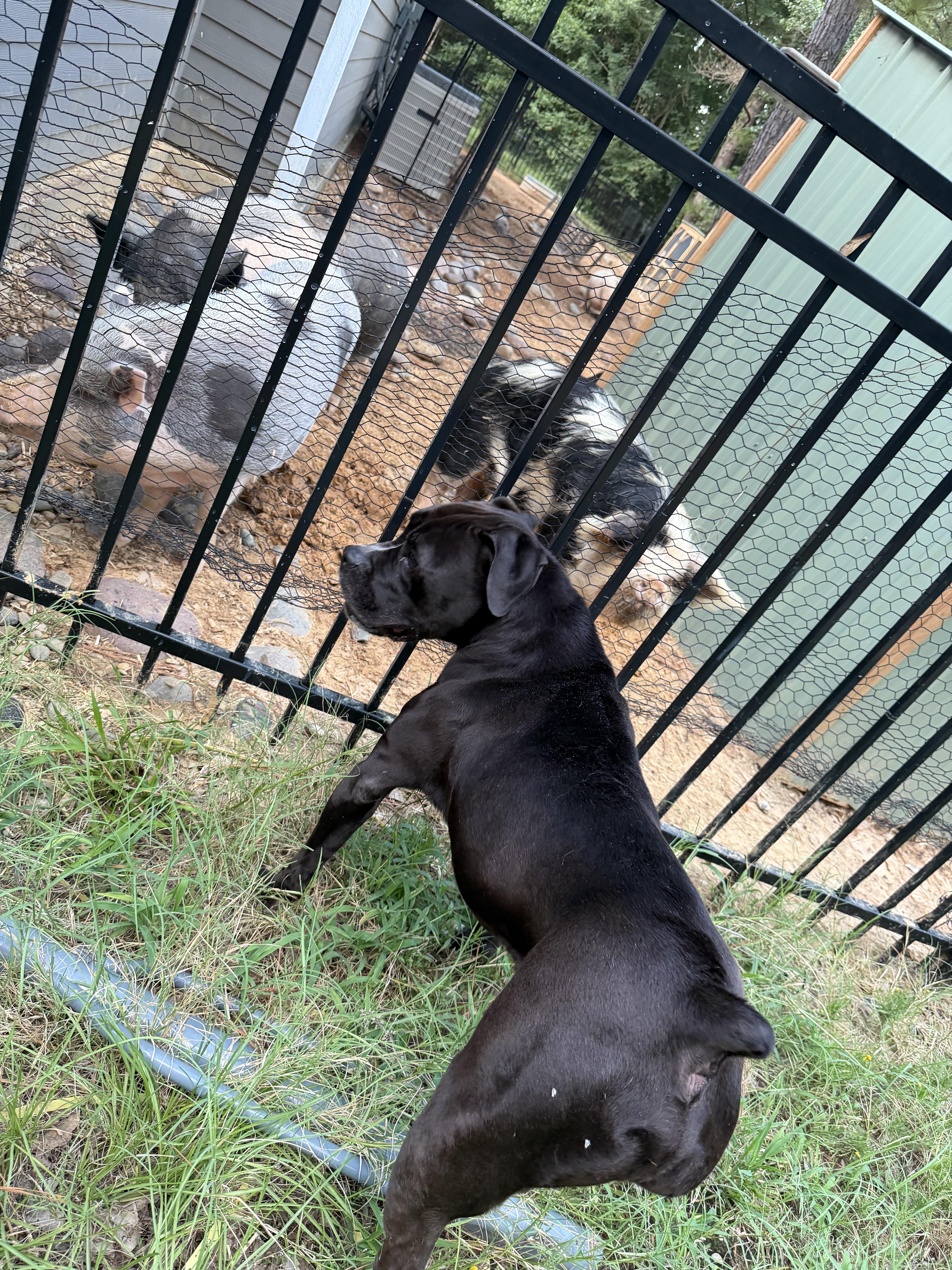 Enlarge Thumper, a Adopted mixed breed in Athens, TX image 3/6