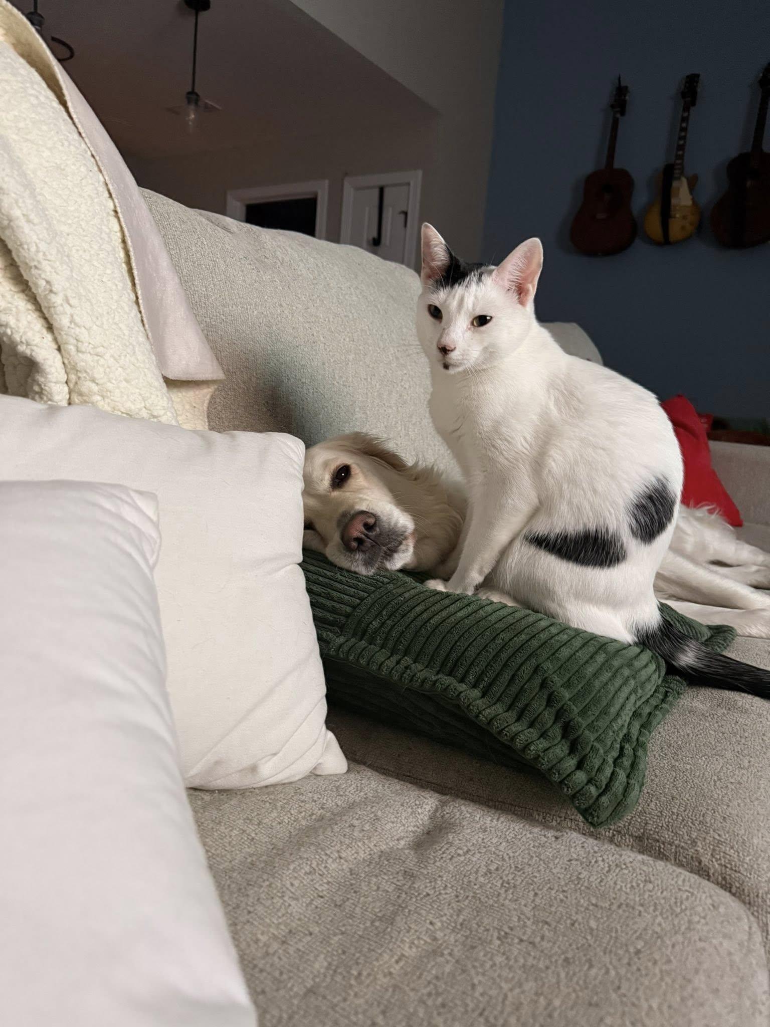 Enlarge Moo Moo & Butter, an adopted Domestic Short Hair in Clarksville, TN image 4/6