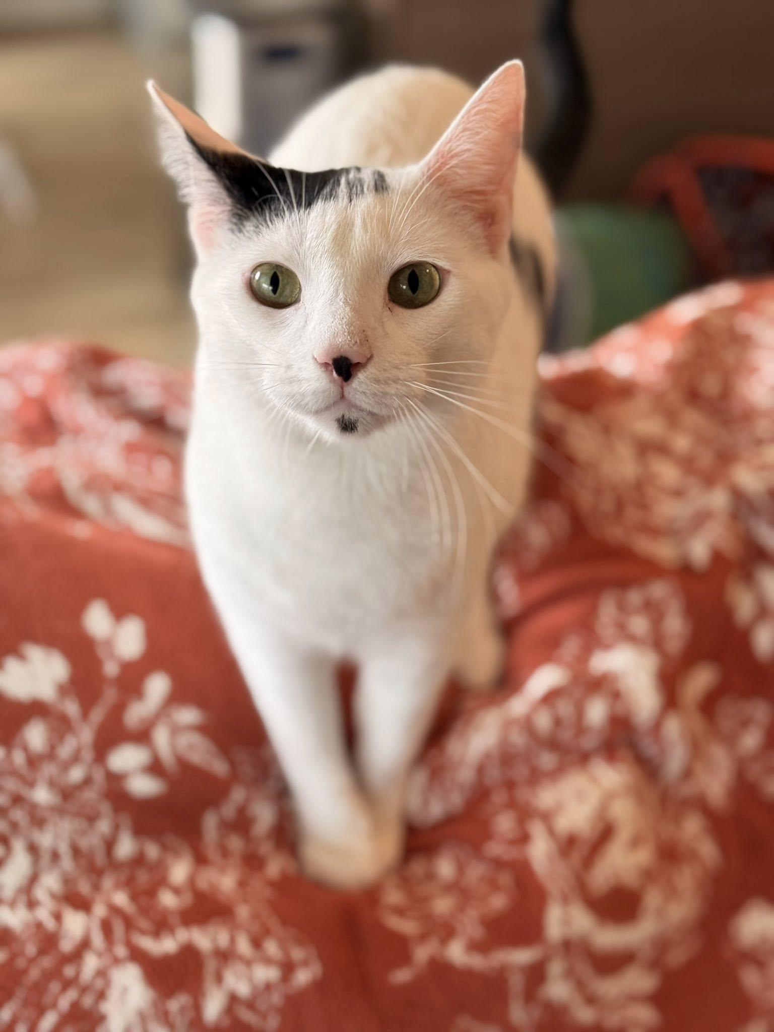 Enlarge Moo Moo & Butter, an adopted Domestic Short Hair in Clarksville, TN image 6/6