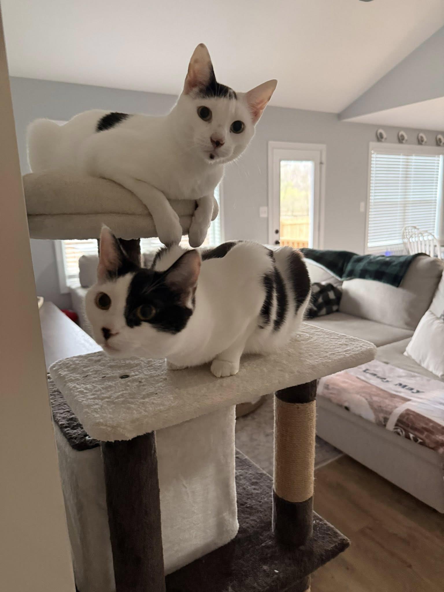 Enlarge Moo Moo & Butter, an adopted Domestic Short Hair in Clarksville, TN image 2/6
