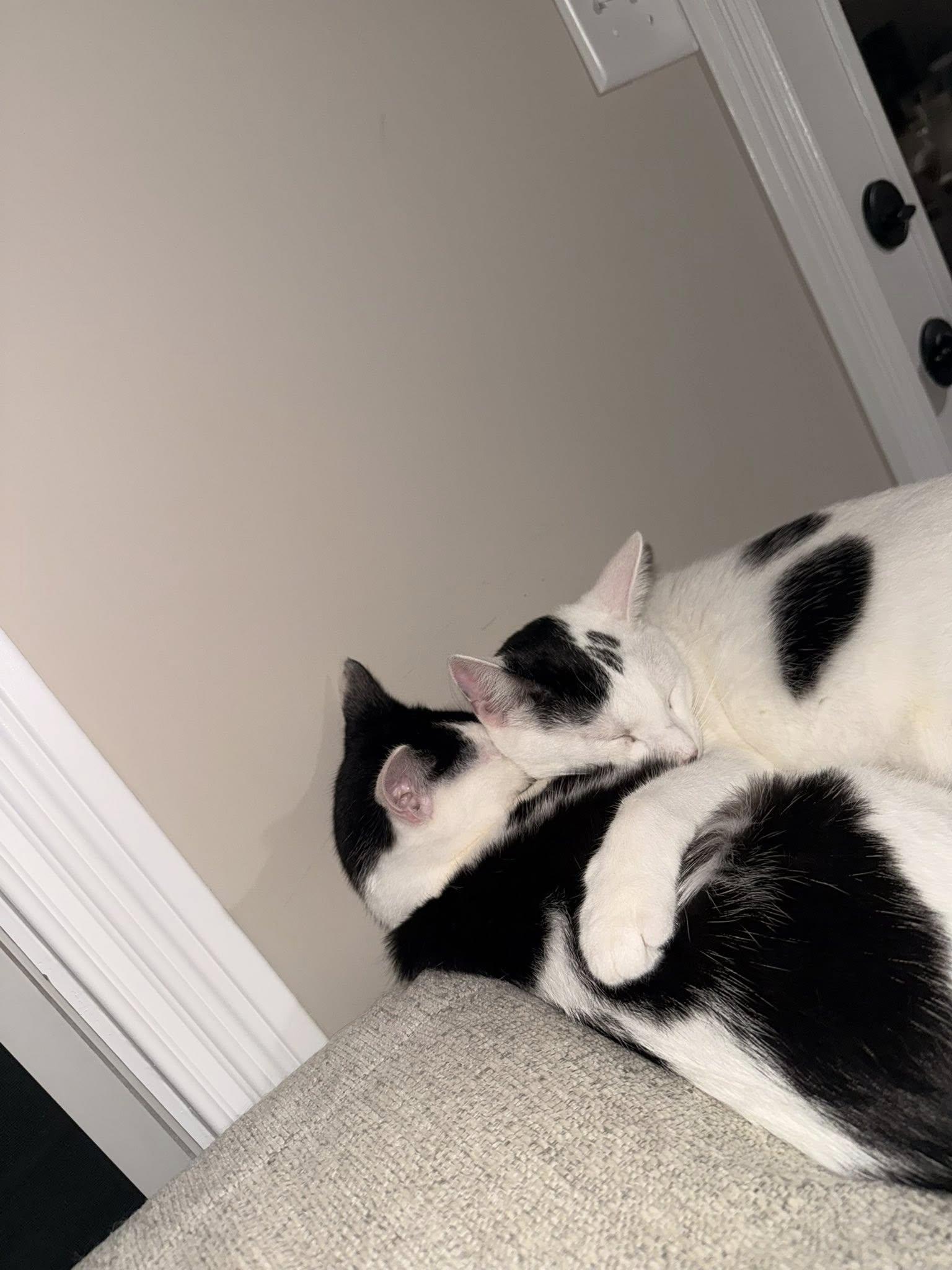 Enlarge Moo Moo & Butter, an adopted Domestic Short Hair in Clarksville, TN image 5/6