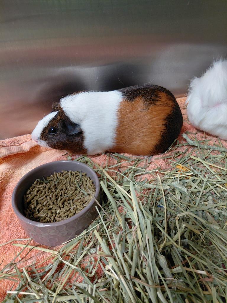Squeaks, Adoptable, Young Male Guinea Pig.