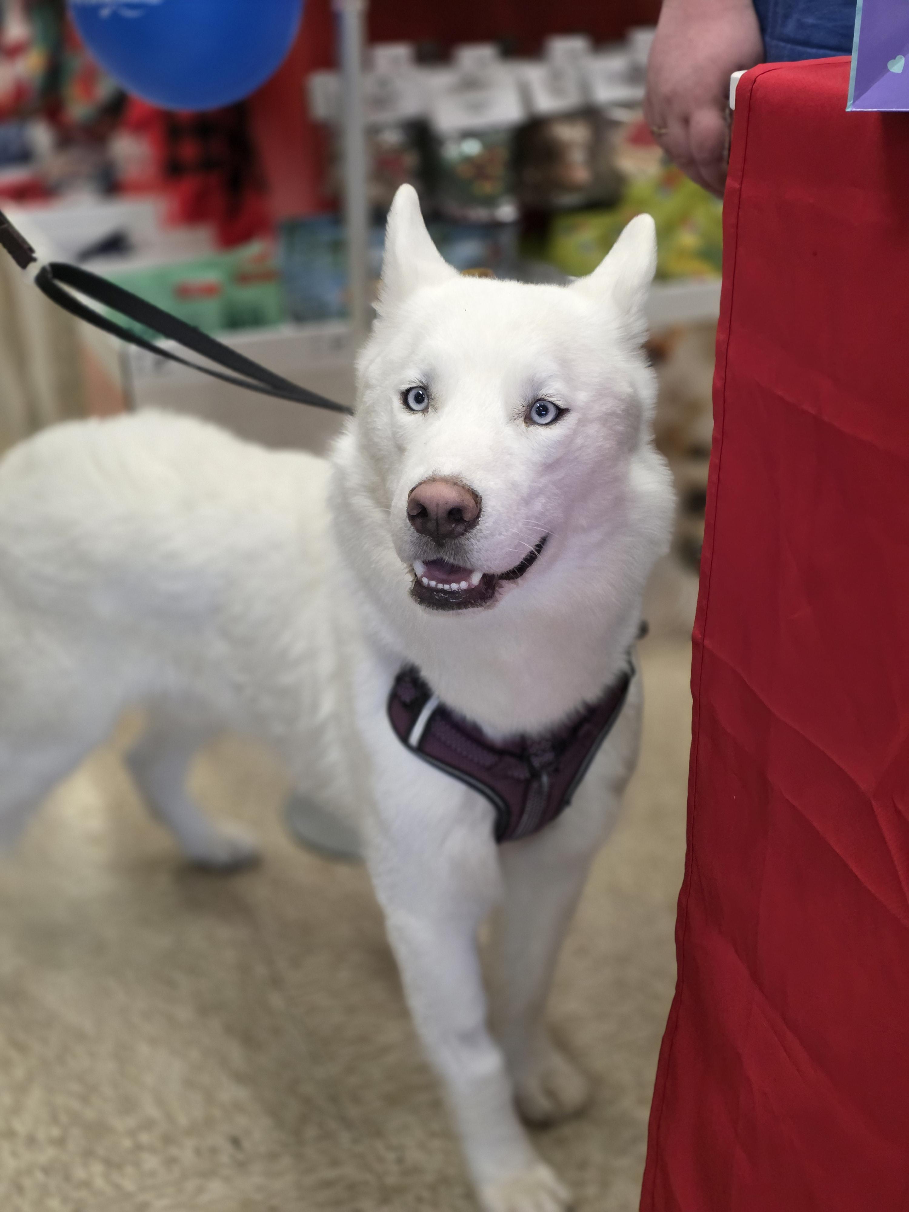 Steve, Adoptable, Young Male Husky.