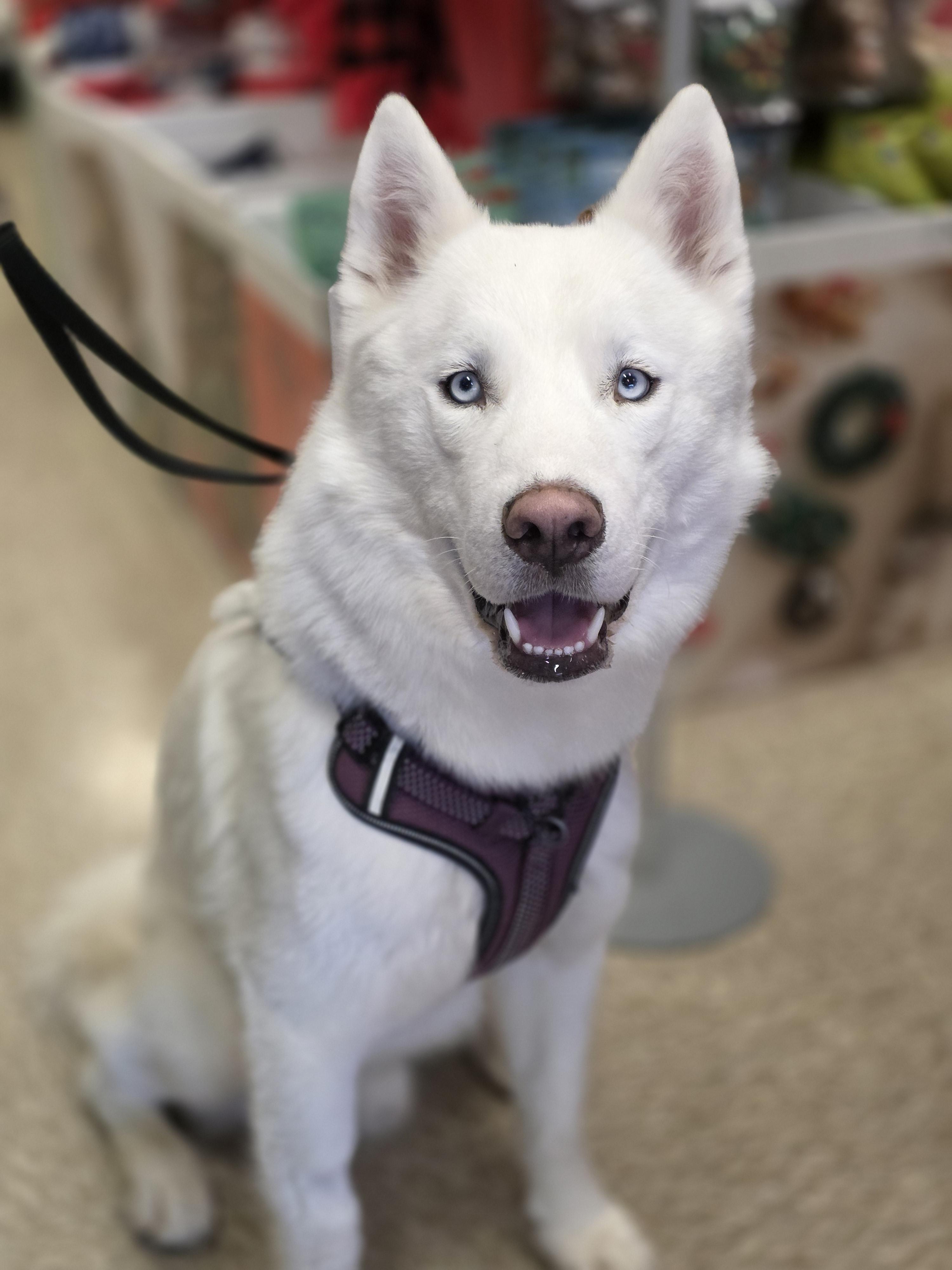 Steve, a Adoptable Husky in Seattle, WA image 2/6