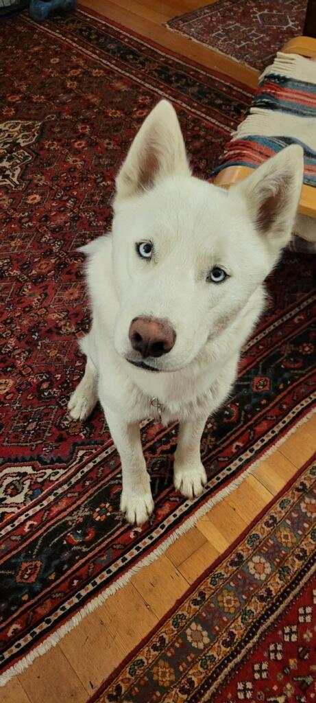 Steve, a Adoptable Husky in Seattle, WA image 5/6