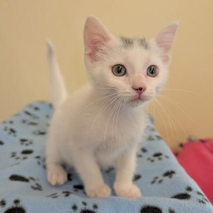 Barnabus, adopted, Kitten Male Domestic Short Hair.