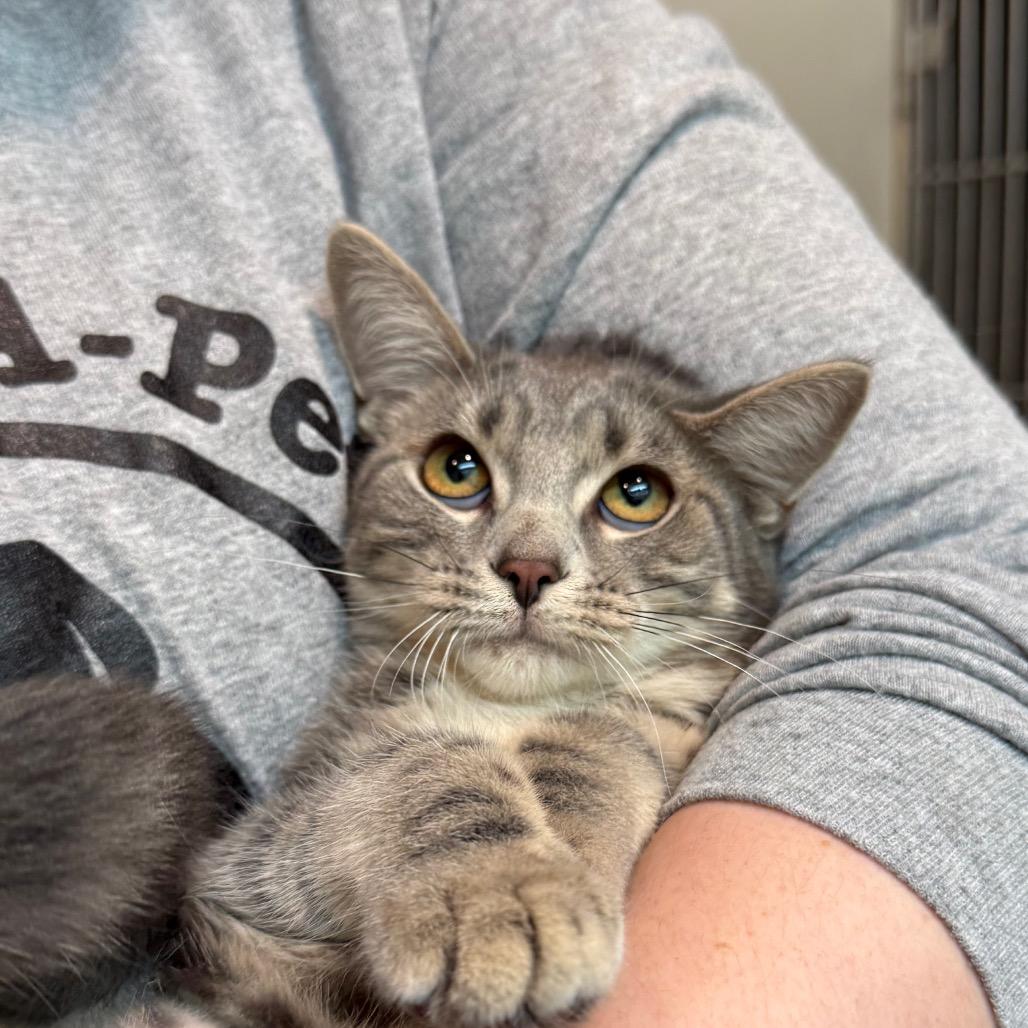 Ying, Adoptable, Kitten Female Domestic Short Hair.