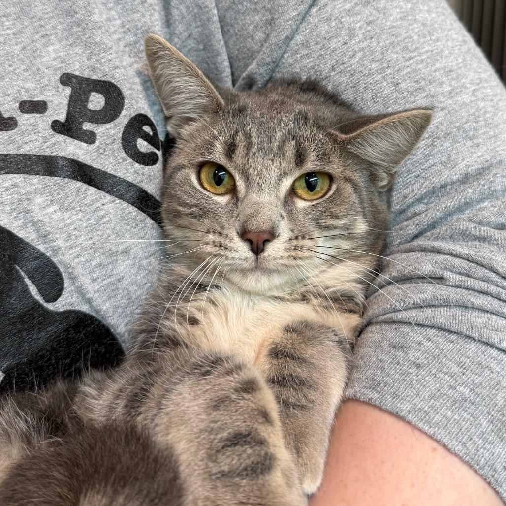 Enlarge Ying, a Adoptable Domestic Short Hair in Fenton, MI image 2/2