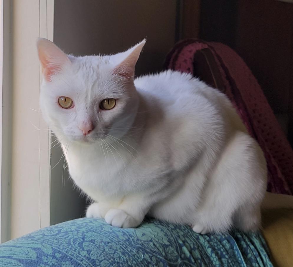 Azula, a ADOPTABLE Domestic Short Hair in Maineville, OH image 4/6