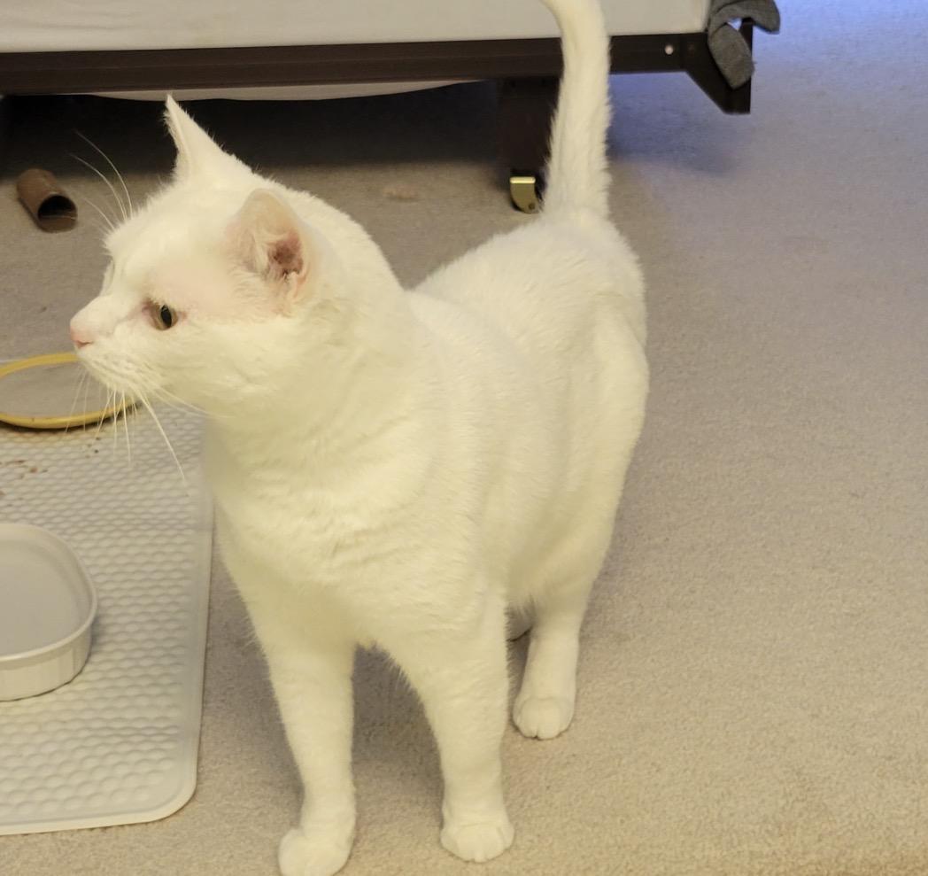 Azula, a ADOPTABLE Domestic Short Hair in Maineville, OH image 2/6