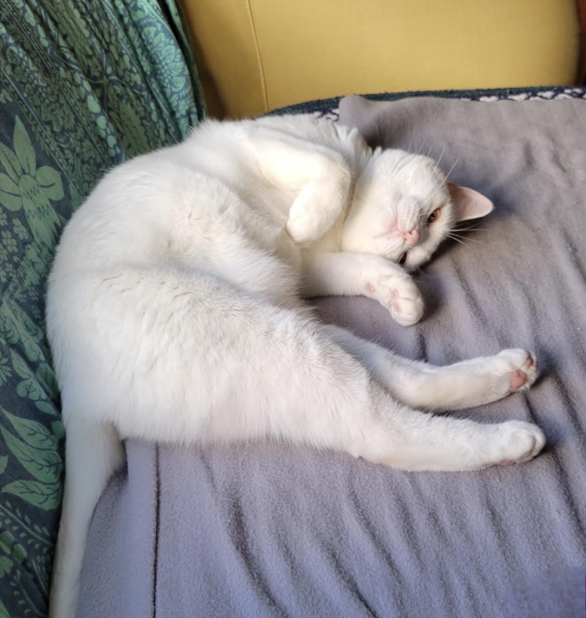 Azula, a ADOPTABLE Domestic Short Hair in Maineville, OH image 5/6