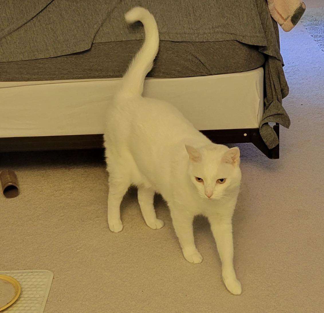 Azula, a ADOPTABLE Domestic Short Hair in Maineville, OH image 6/6