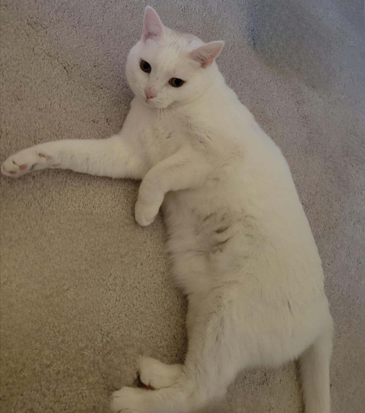Azula, a ADOPTABLE Domestic Short Hair in Maineville, OH image 3/6