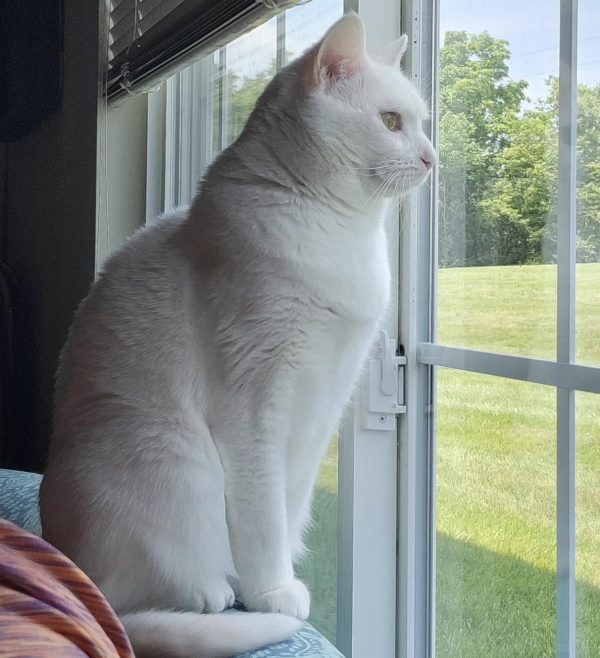 Azula, ADOPTABLE, Adult Female Domestic Short Hair.