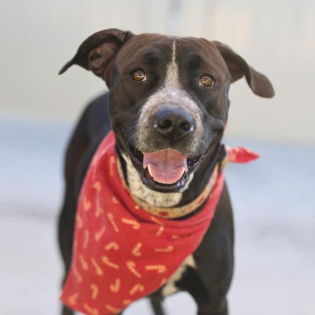 CLARA, Adoptable, Adult Female American Staffordshire Terrier.