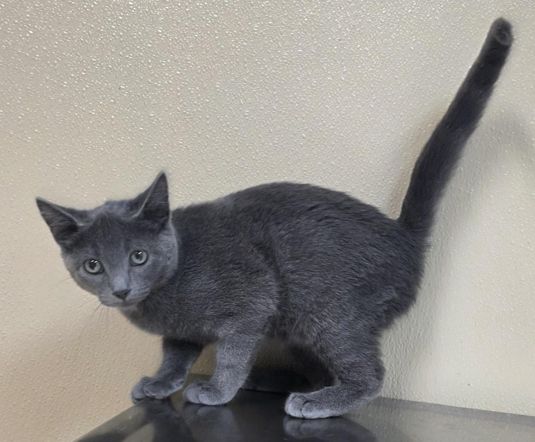 Enlarge Kenny, a Adopted mixed breed in Brainerd, MN image 1/1