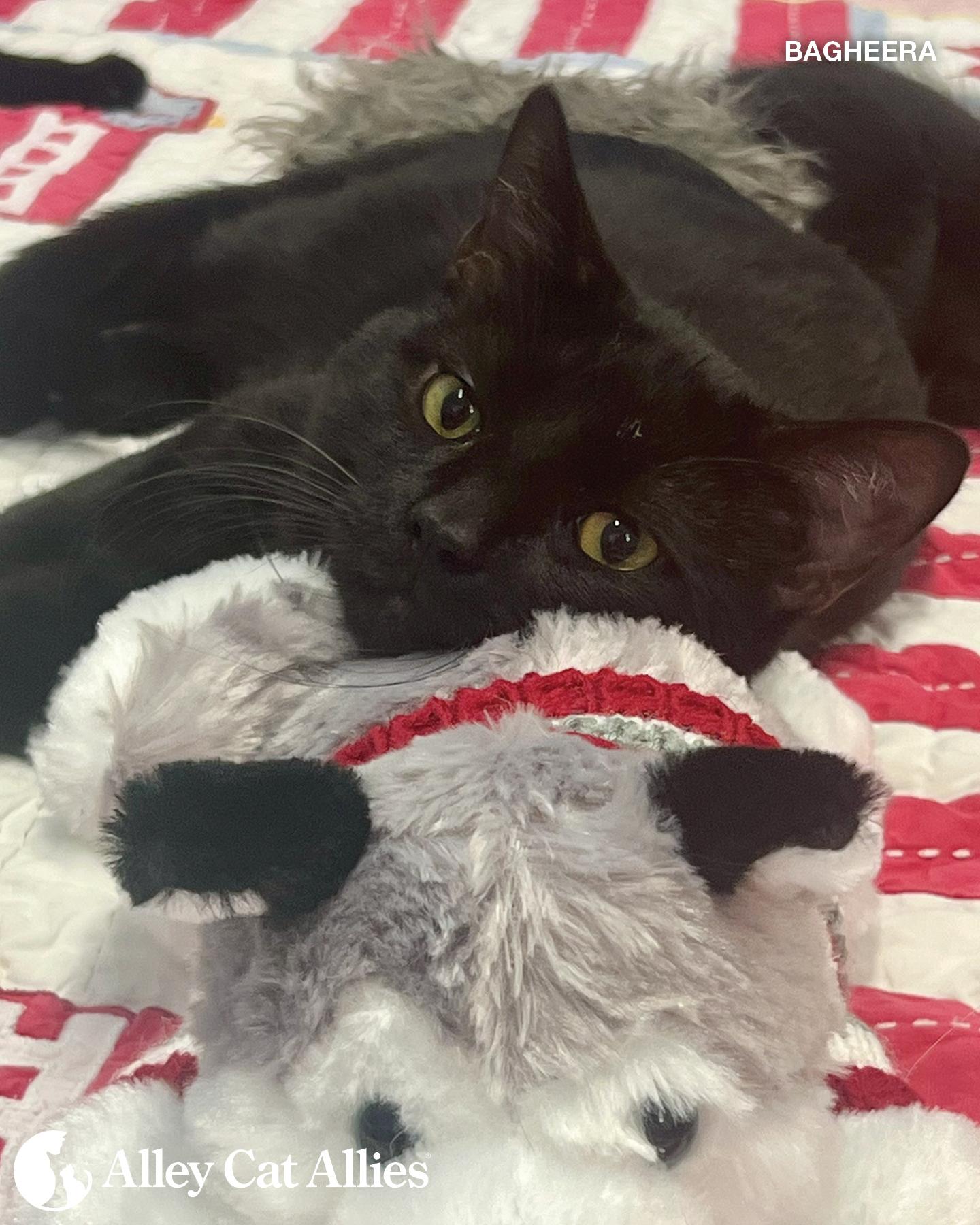 Bagheera
