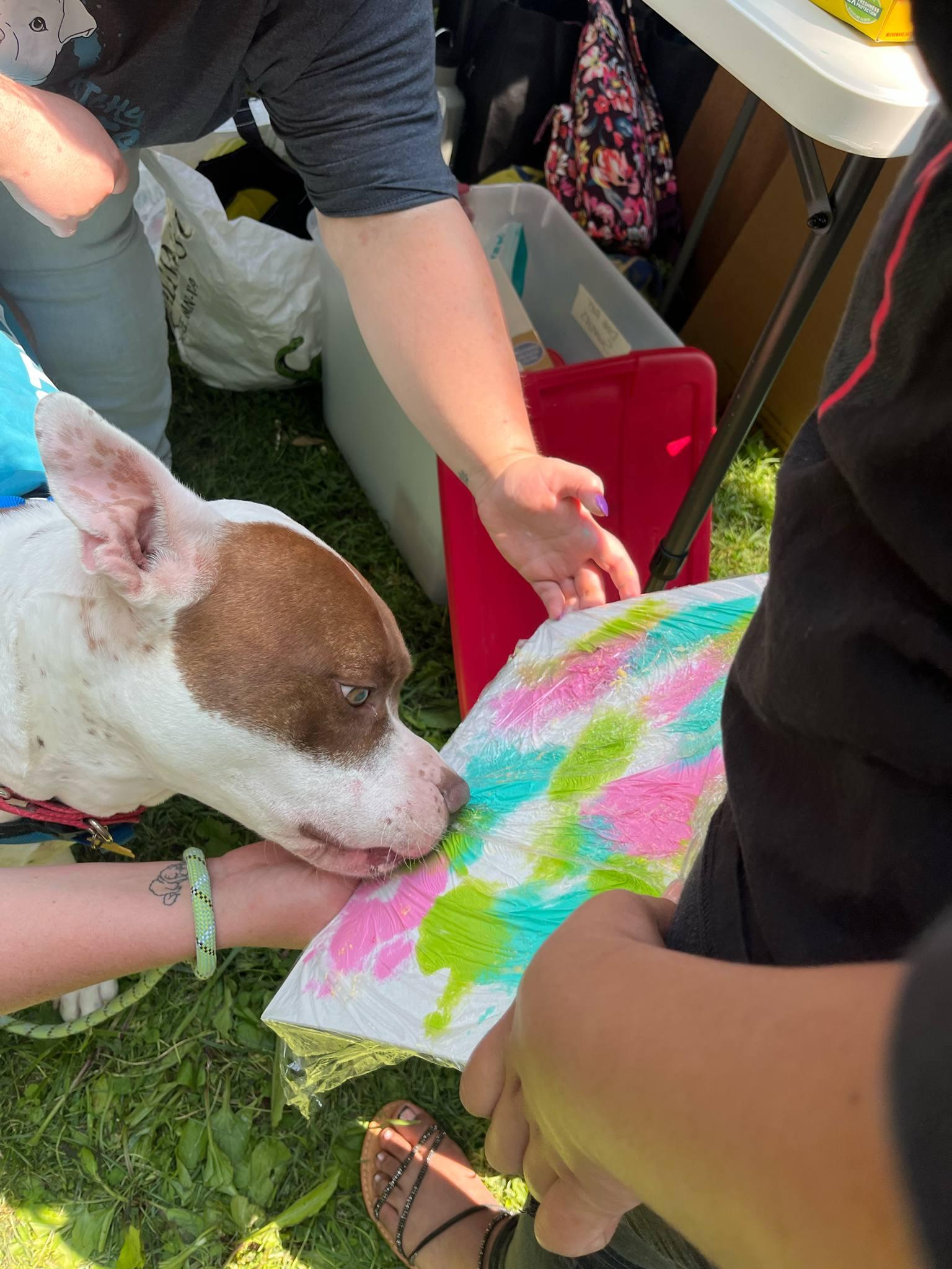 Leo, a Adoptable mixed breed in INDIANAPOLIS, IN image 3/5