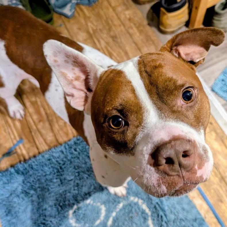 Enlarge Leo, a Adoptable mixed breed in INDIANAPOLIS, IN image 1/6