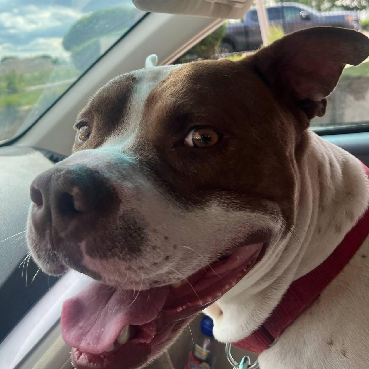 Leo, Adoptable, Adult Male Pit Bull Terrier.