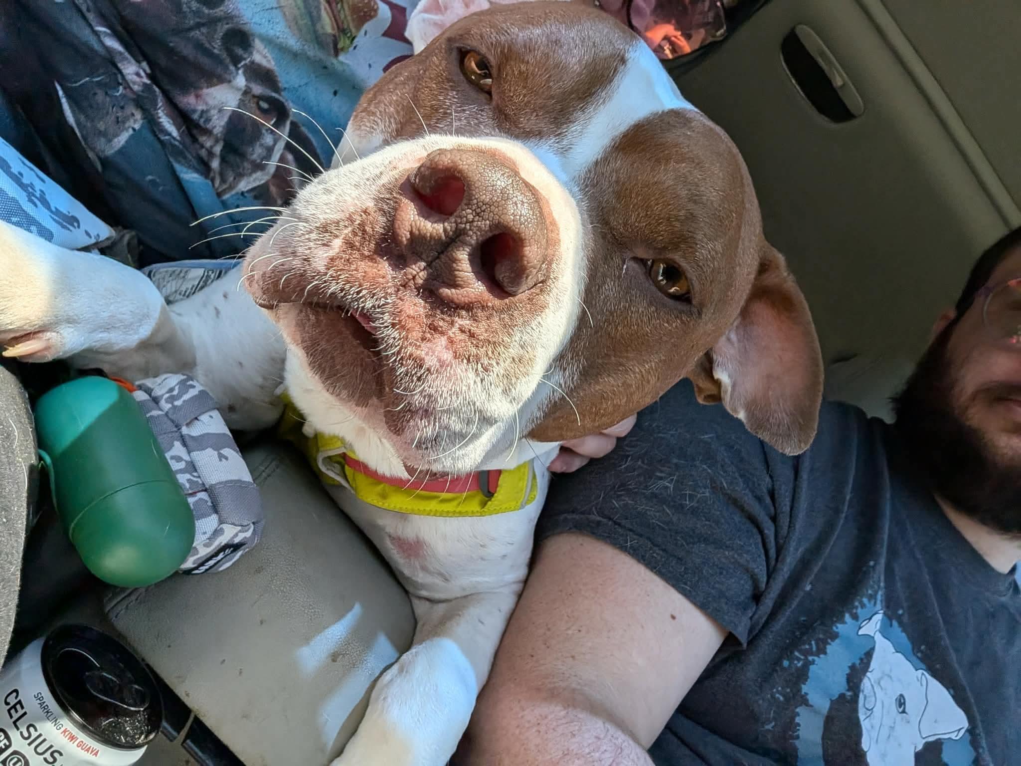 Leo, a Adoptable mixed breed in INDIANAPOLIS, IN image 3/6