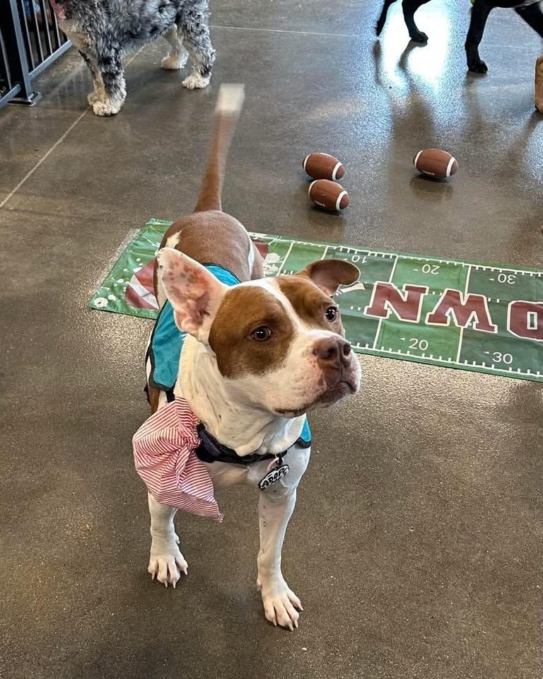 Enlarge Leo, a Adoptable mixed breed in INDIANAPOLIS, IN image 1/6