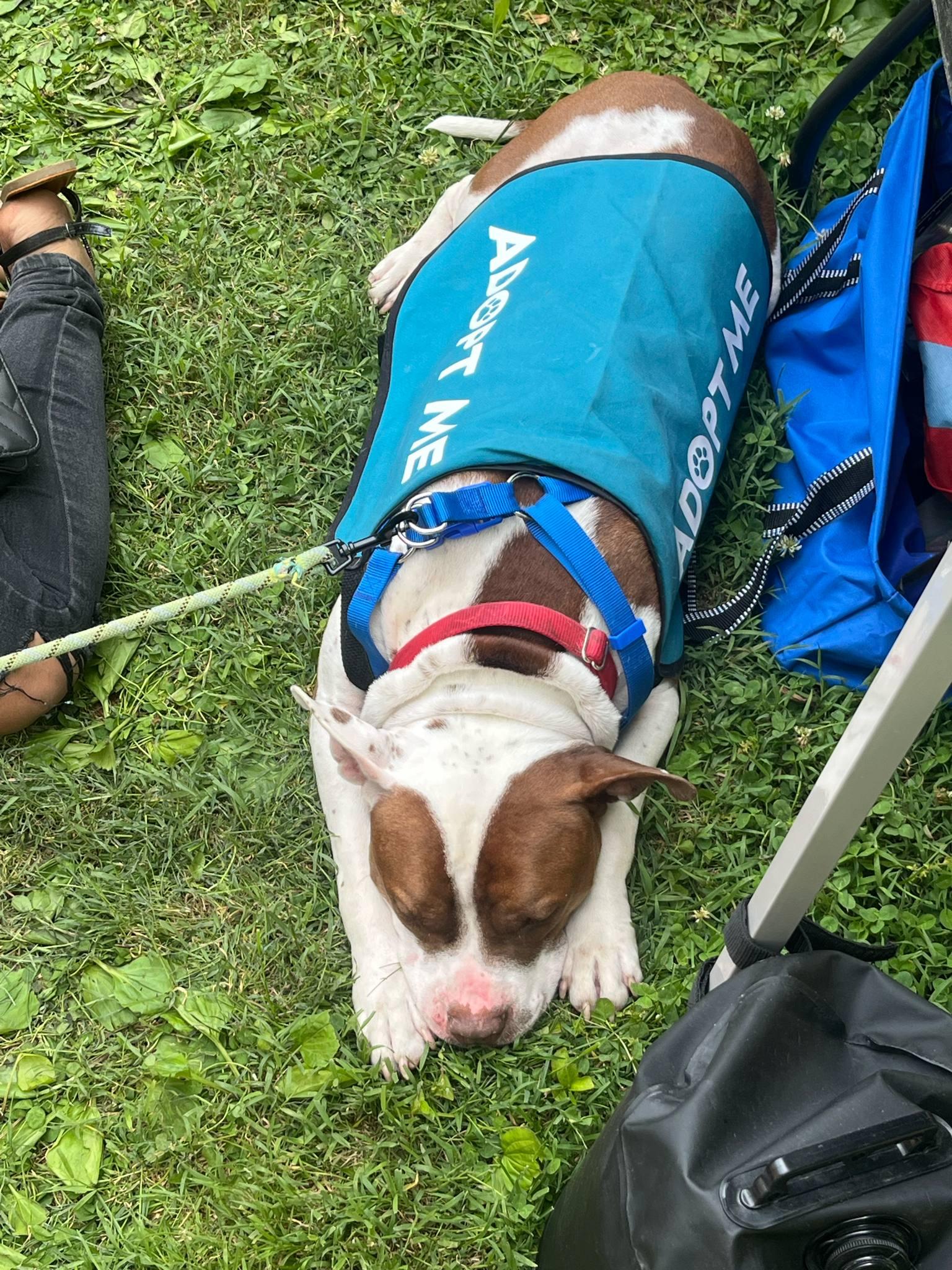 Leo, a Adoptable mixed breed in INDIANAPOLIS, IN image 5/5